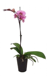 Phalaenopsis Orchid Plant