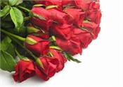 12 x Red Roses