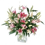 Stargazer Lilies