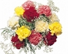 Carnation Classic Flowers