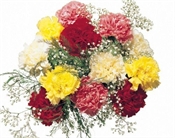 Carnation Classic Flowers