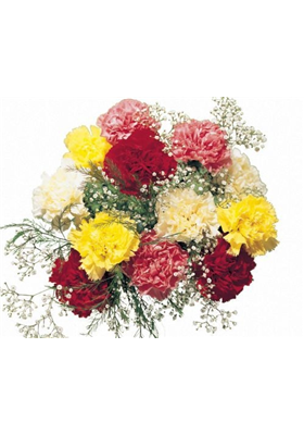 Carnation Classic Flowers