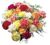 Carnation Colourburst Flowers