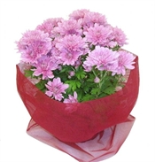 Chrysanthemum Pot Plant
